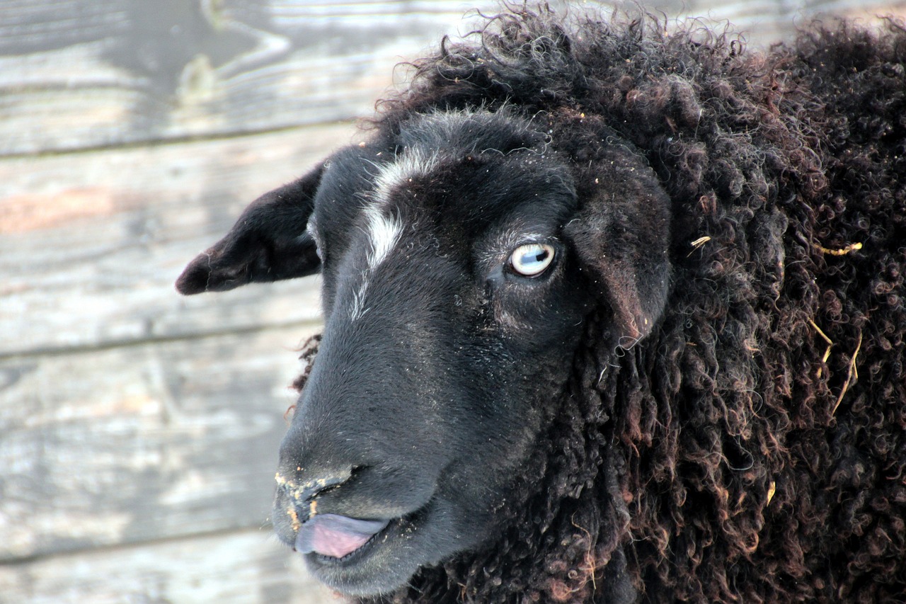 sheep black wool free photo