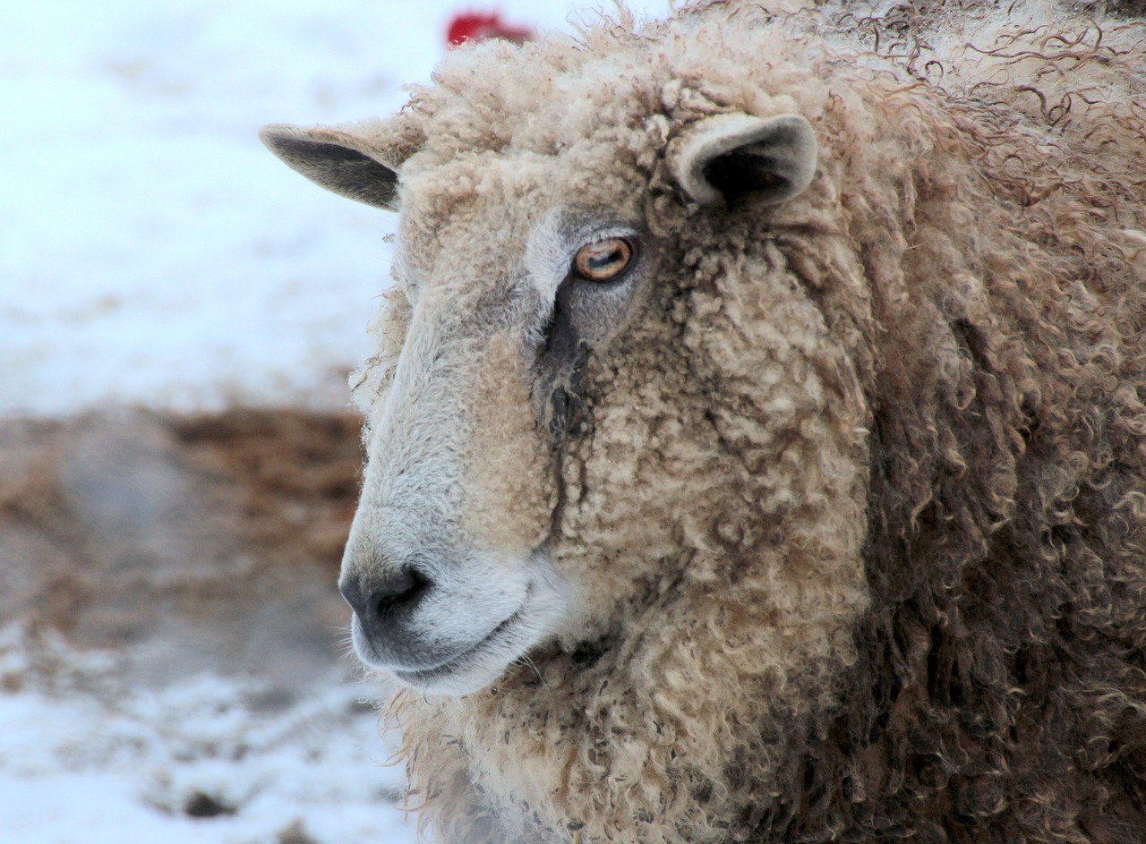 sheep white animal free photo