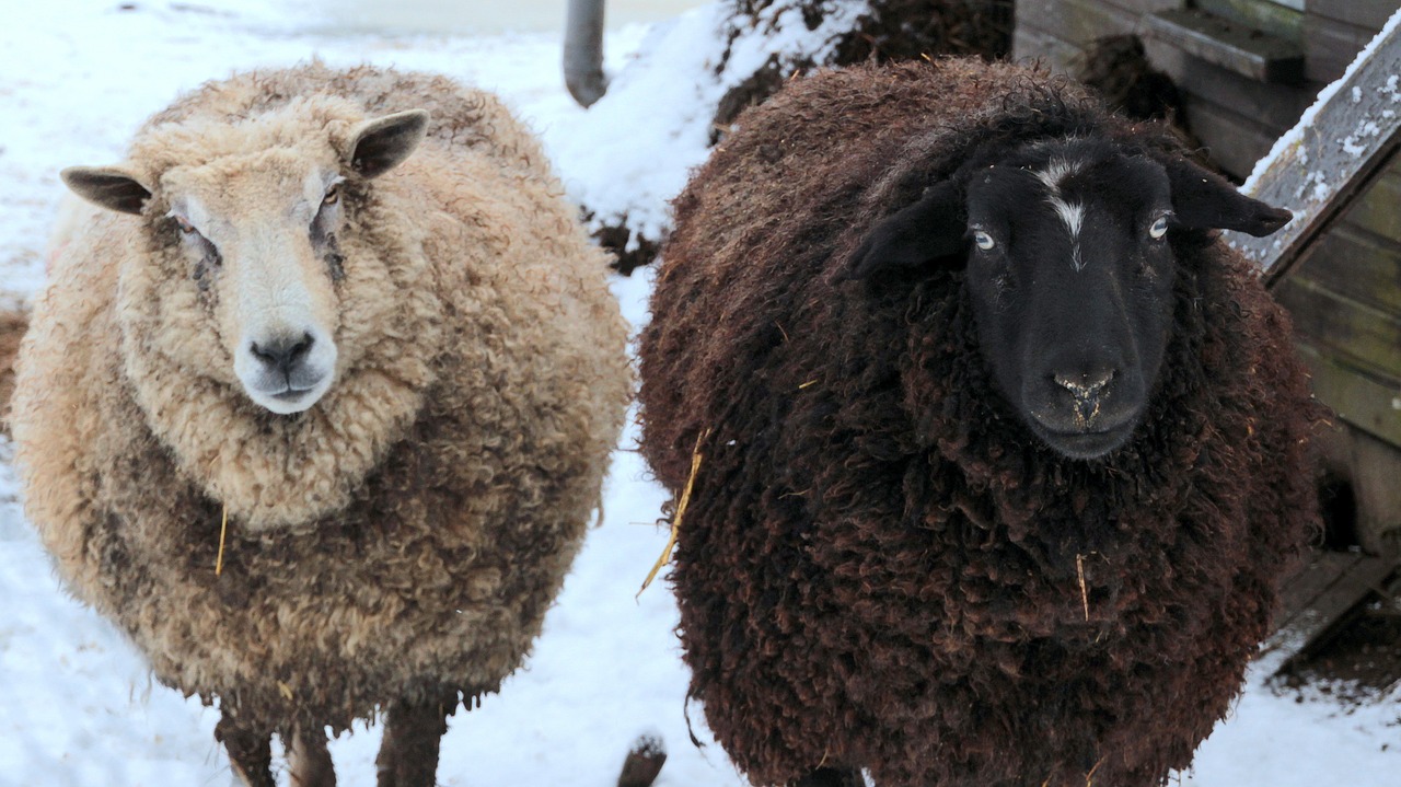 sheep black and white white free photo