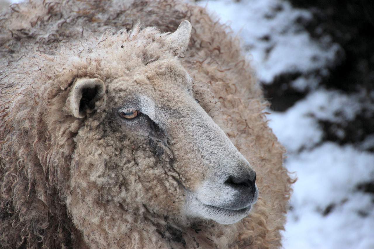 sheep white animal free photo