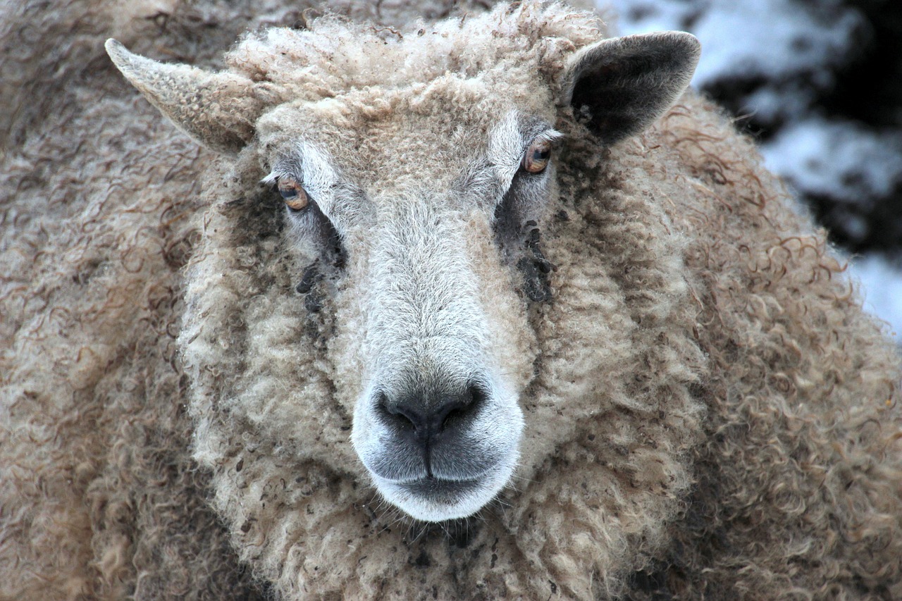 sheep white animal free photo