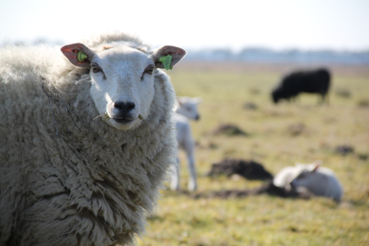sheep drenthe lamb free photo