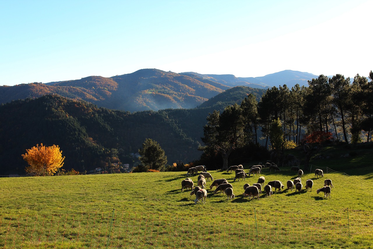 sheep fall mountain free photo