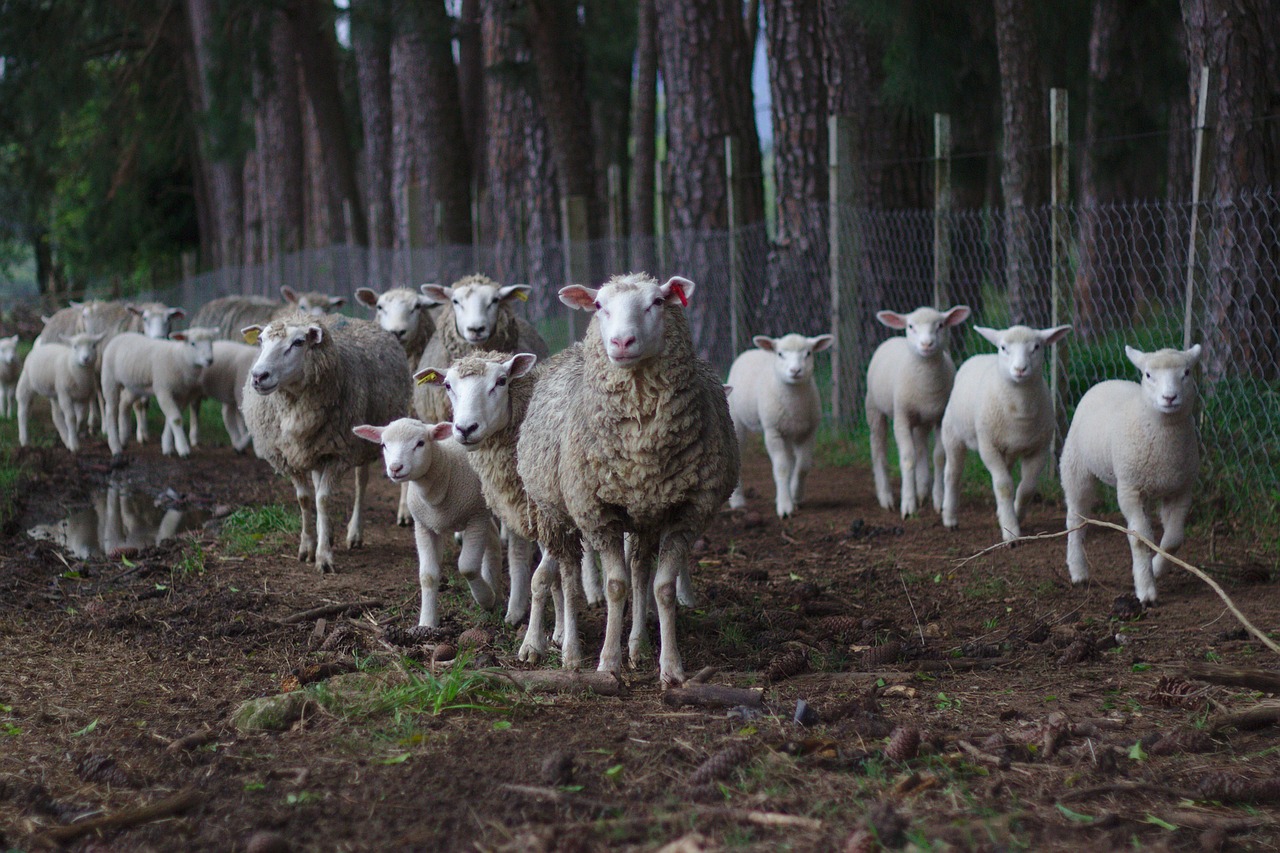sheep herd pasture free photo
