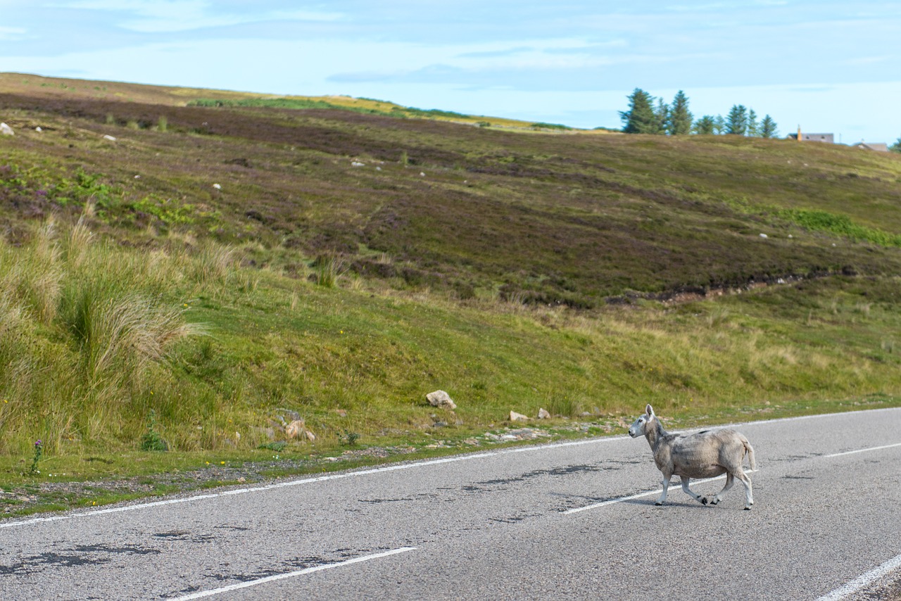 sheep flock grass free photo