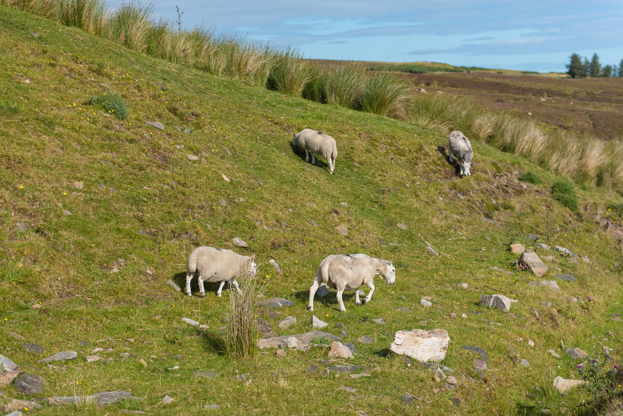 sheep flock grass free photo