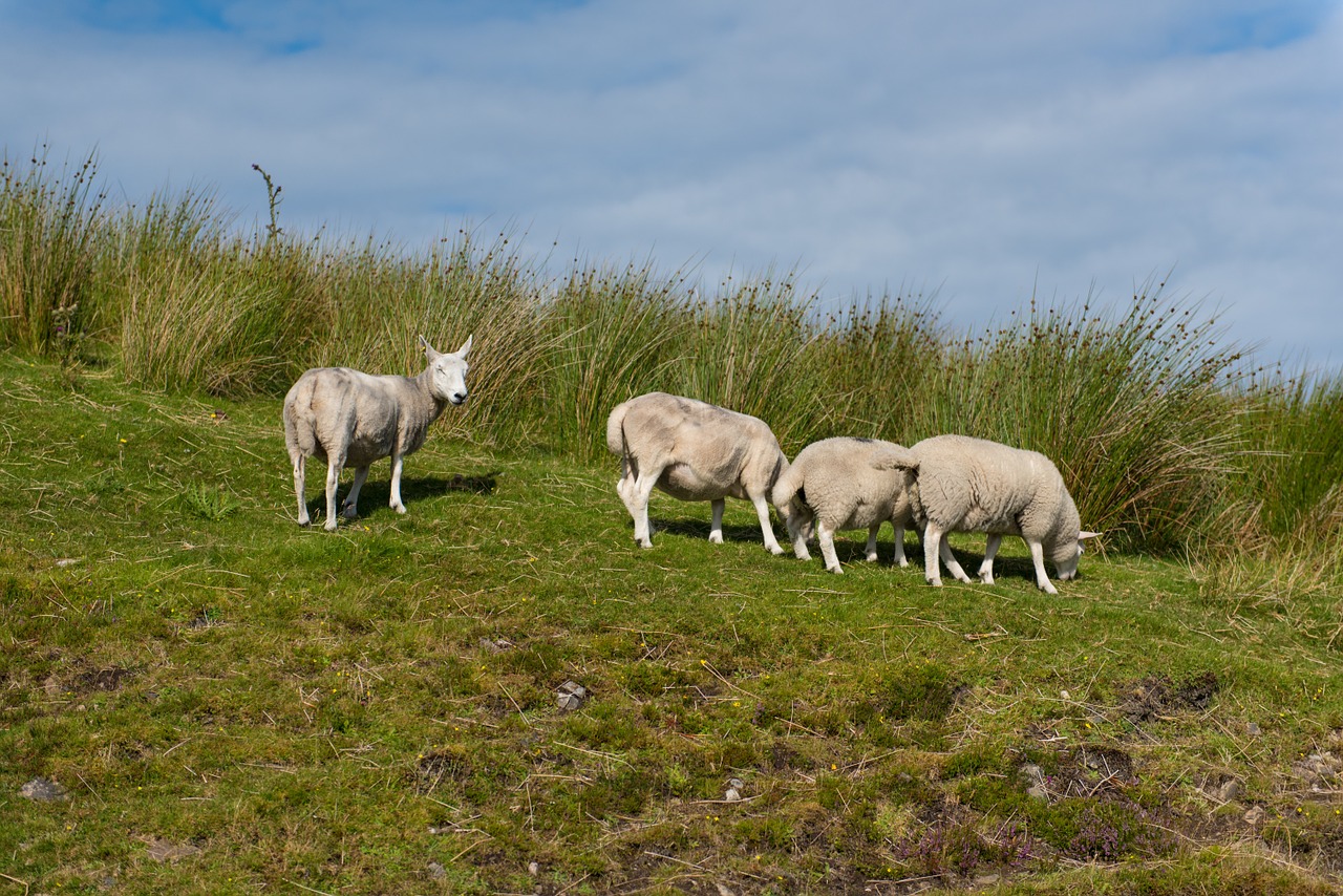 sheep flock grass free photo