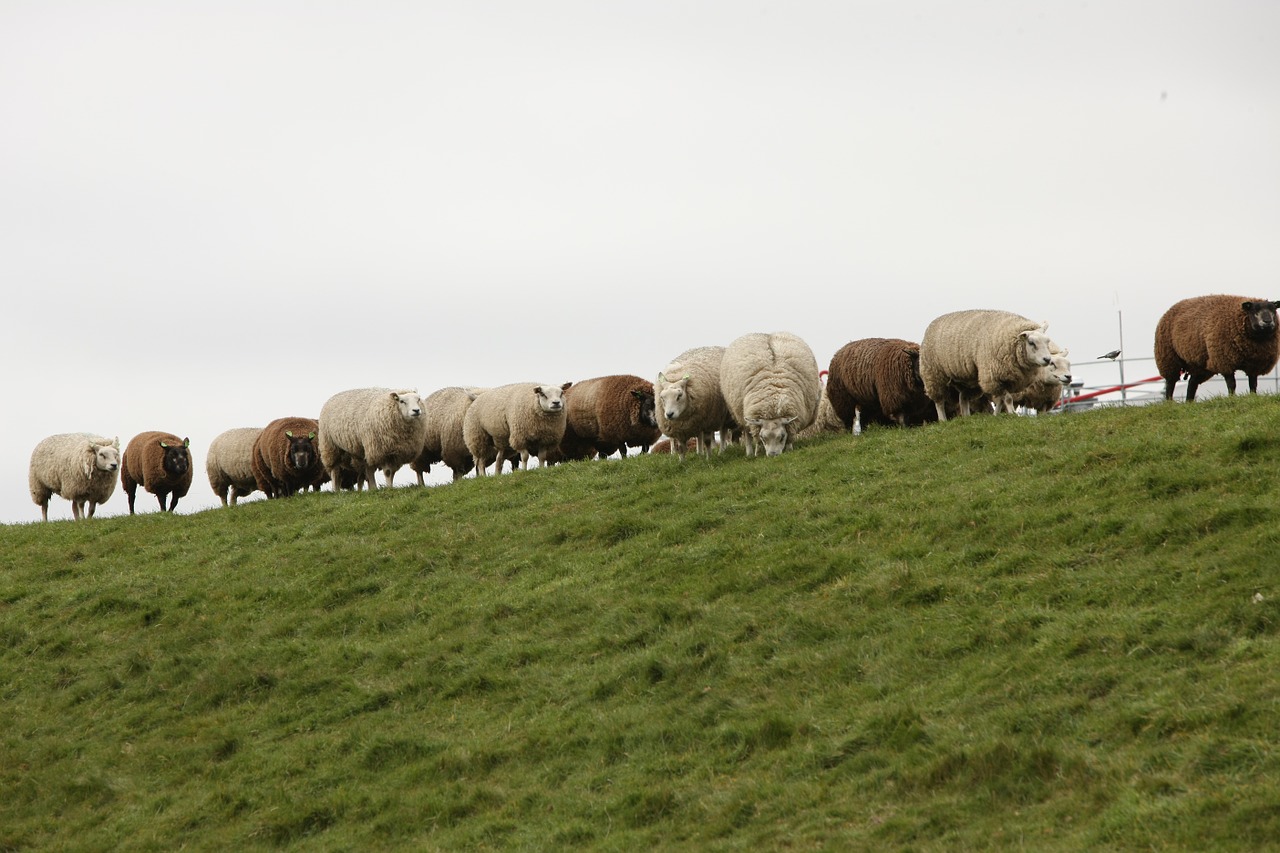 sheep dike sheep on dyke free photo