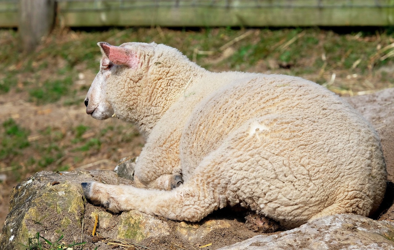 sheep animal lying free photo
