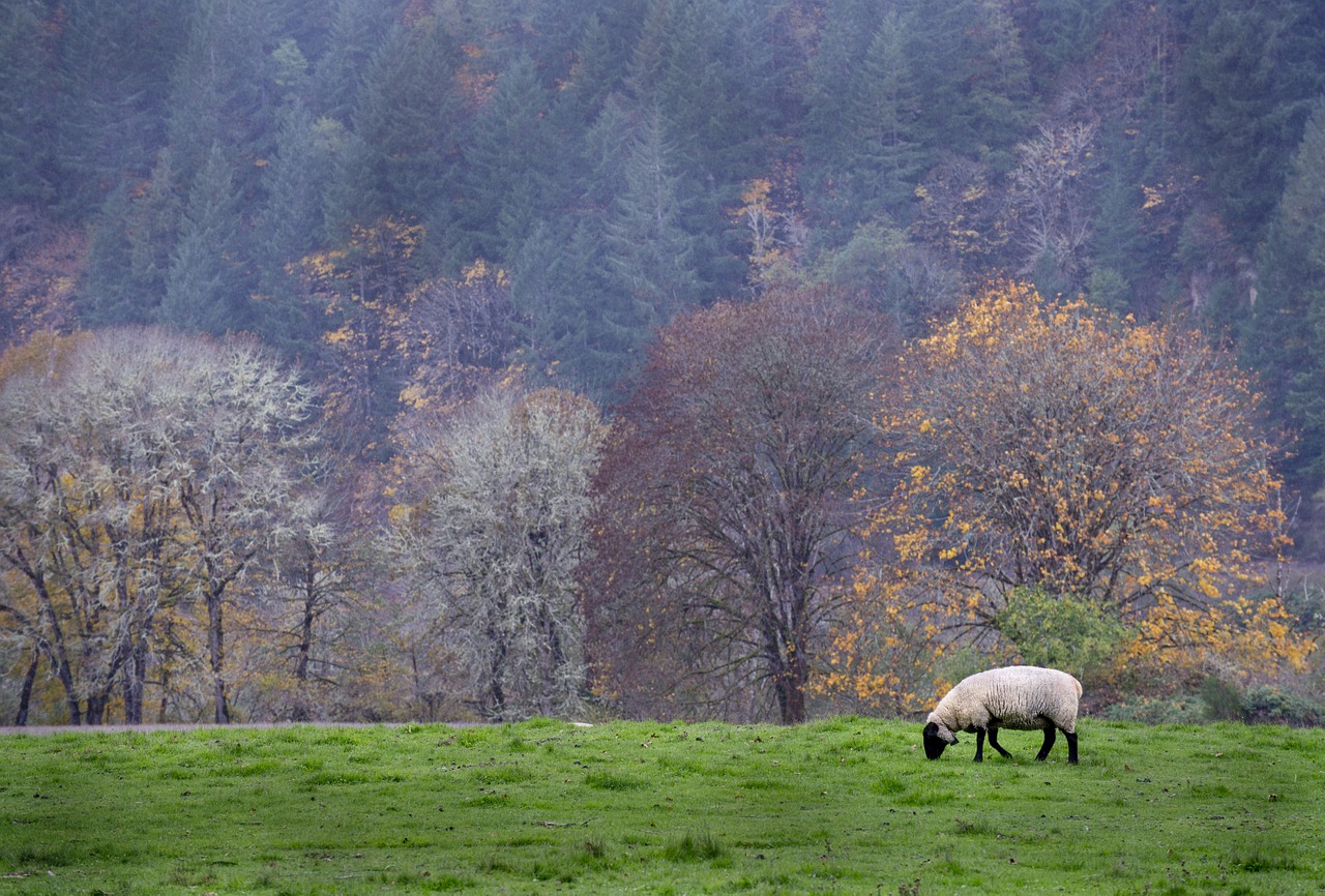 sheep nature oregon free photo