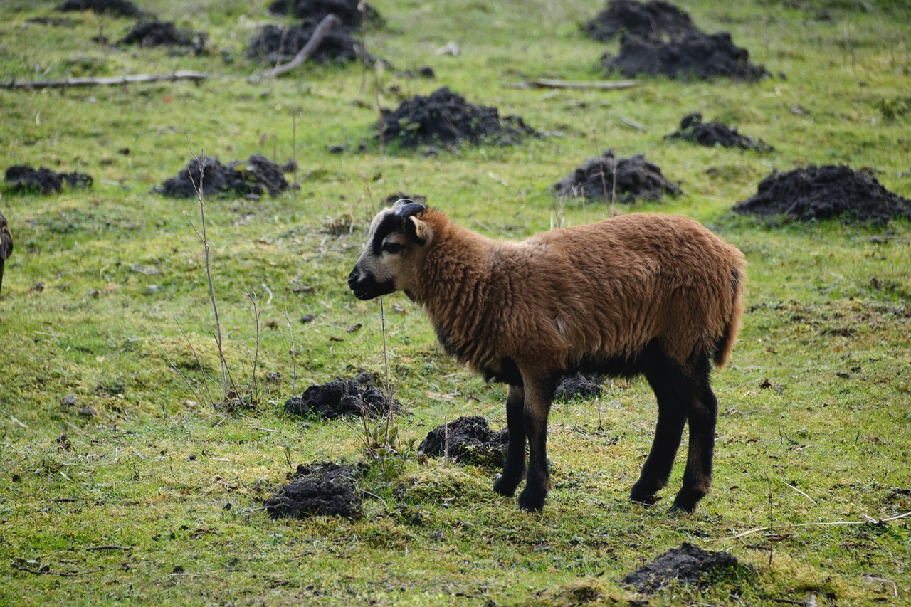 sheep meadow nature free photo