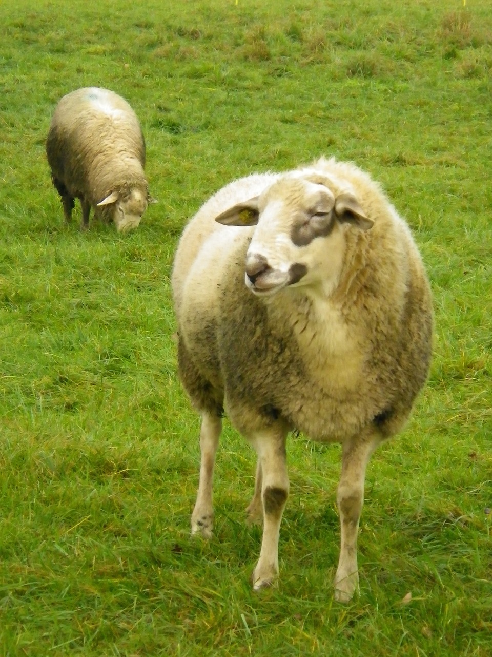 sheep meadow pasture free photo