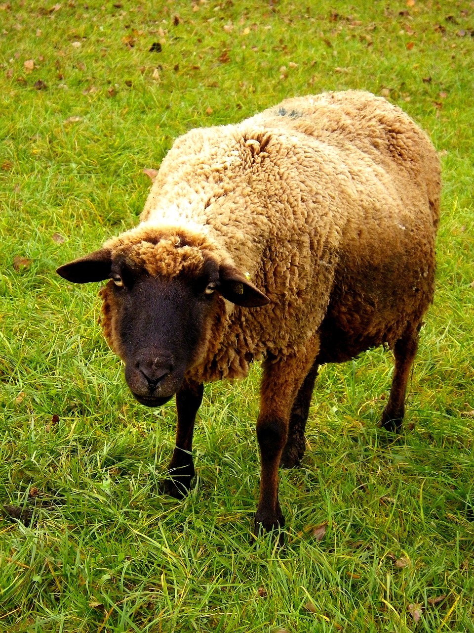sheep ungulate pasture free photo