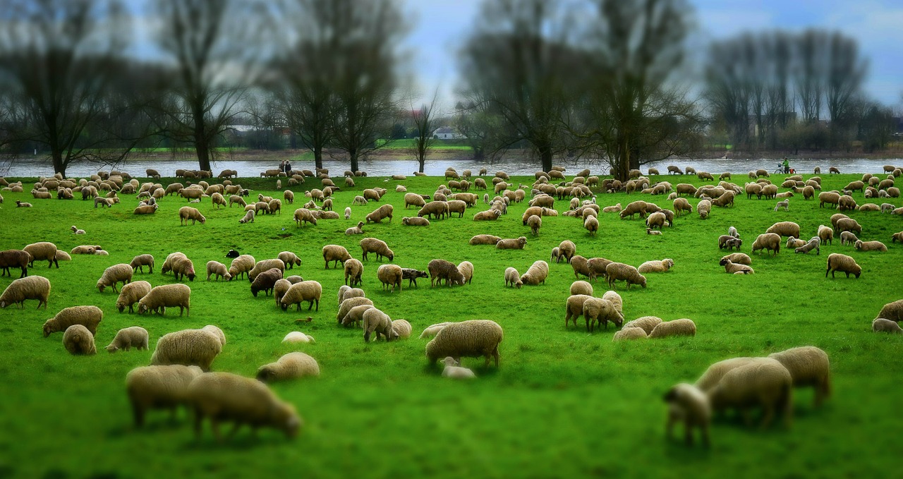 sheep flock flock of sheep free photo