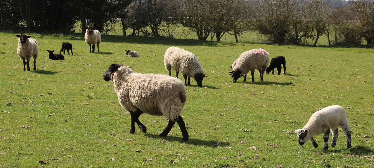 sheep lamb field free photo