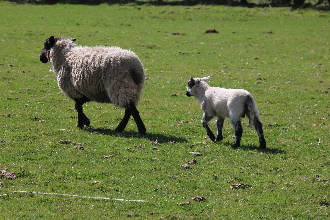 sheep lamb field free photo