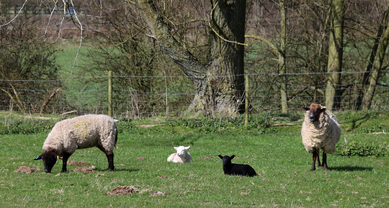sheep lamb field free photo