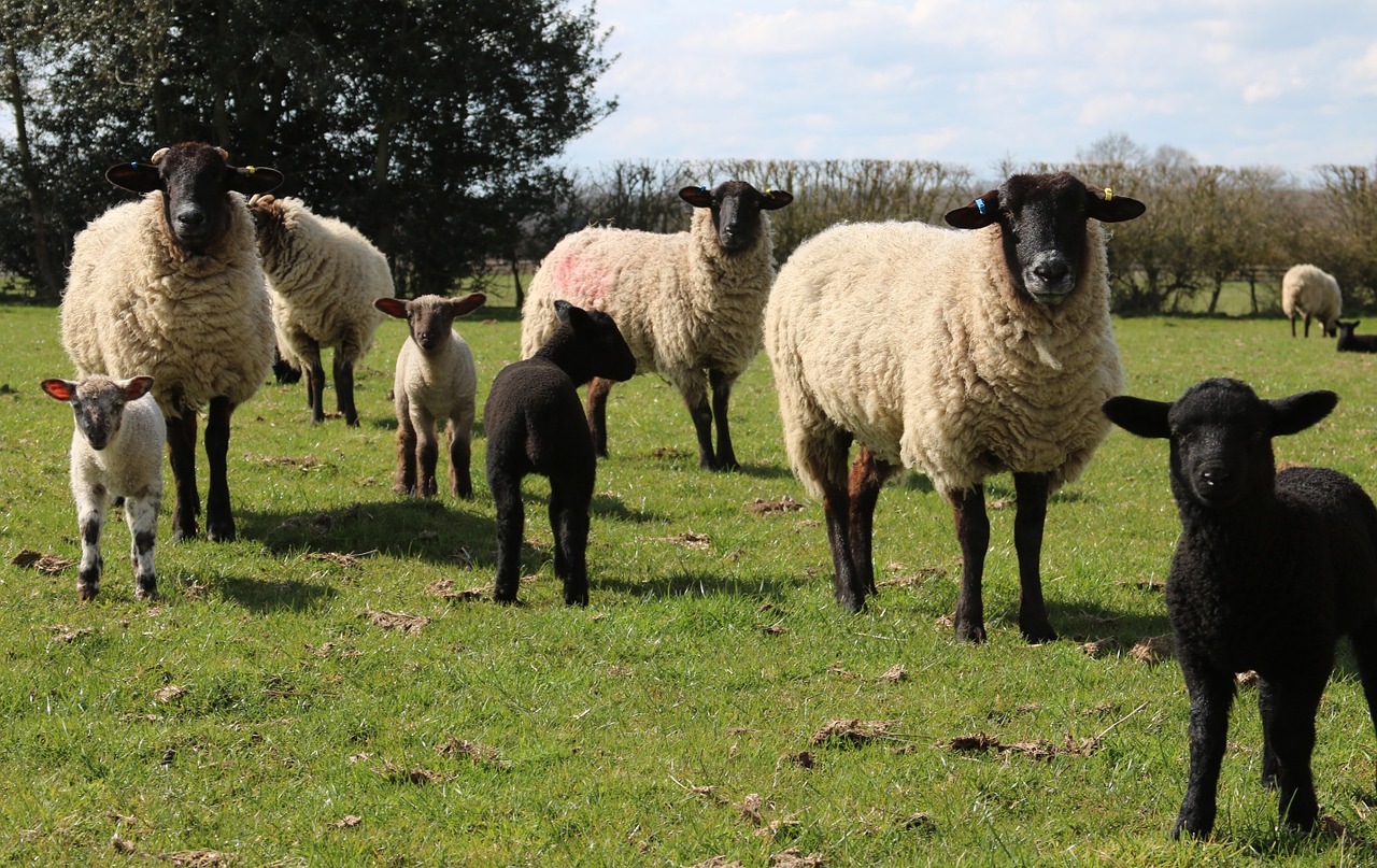 sheep lamb field free photo