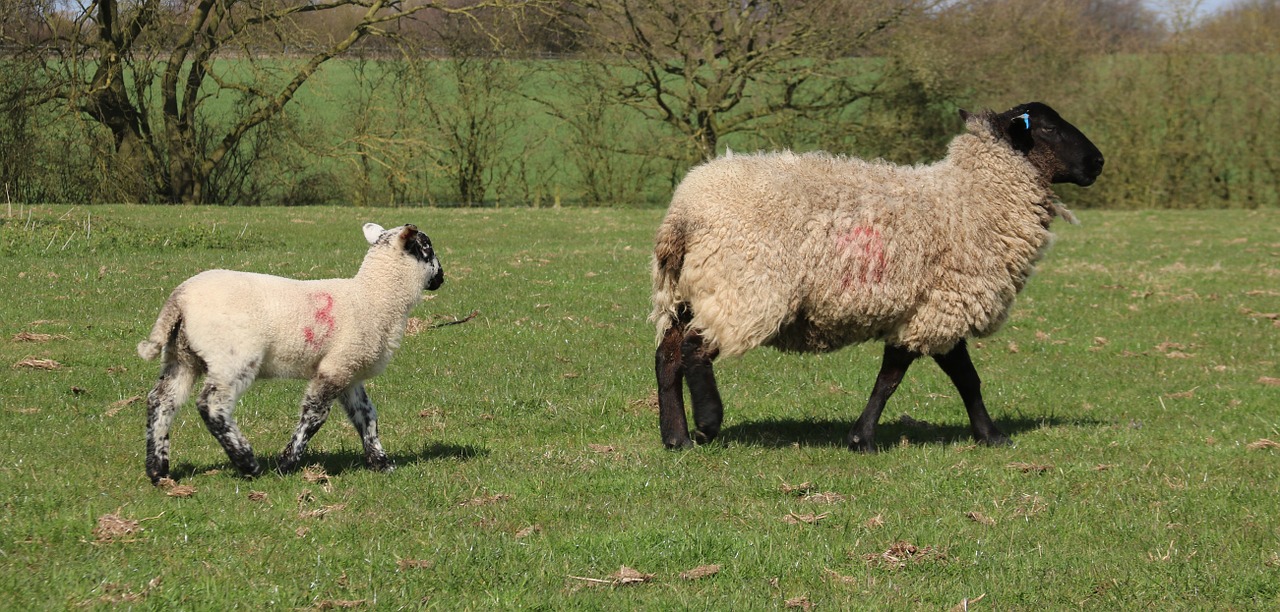 sheep lamb field free photo