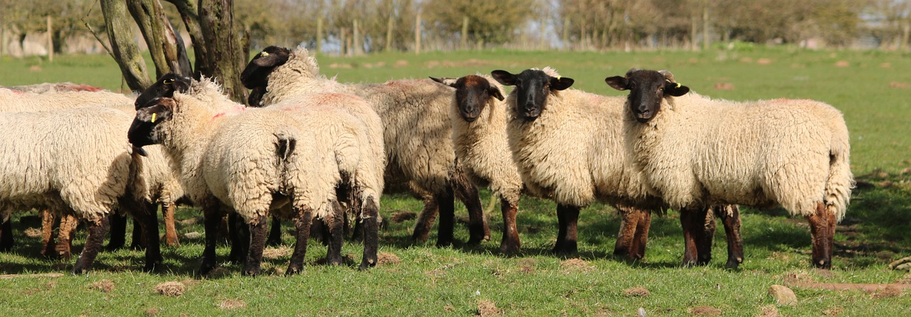 sheep lamb field free photo