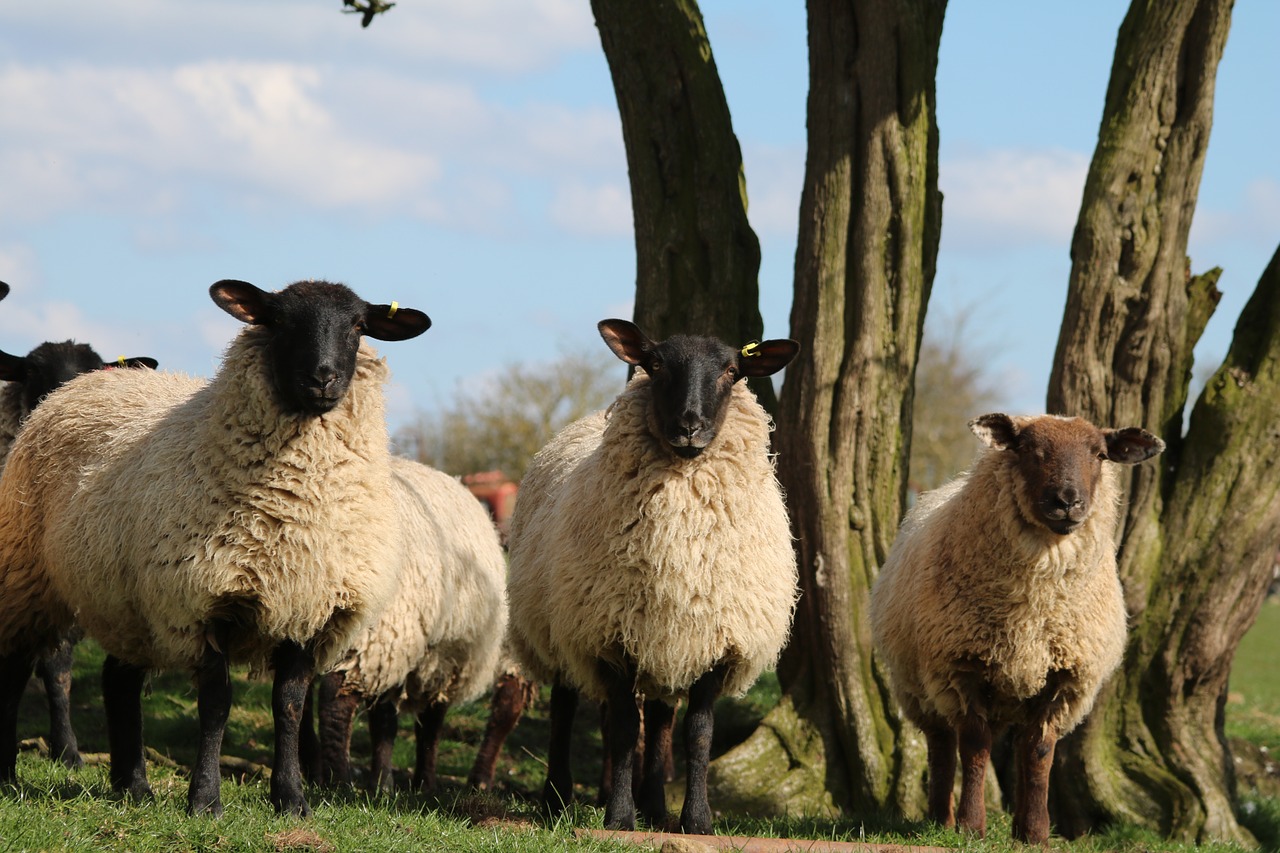 sheep lamb field free photo