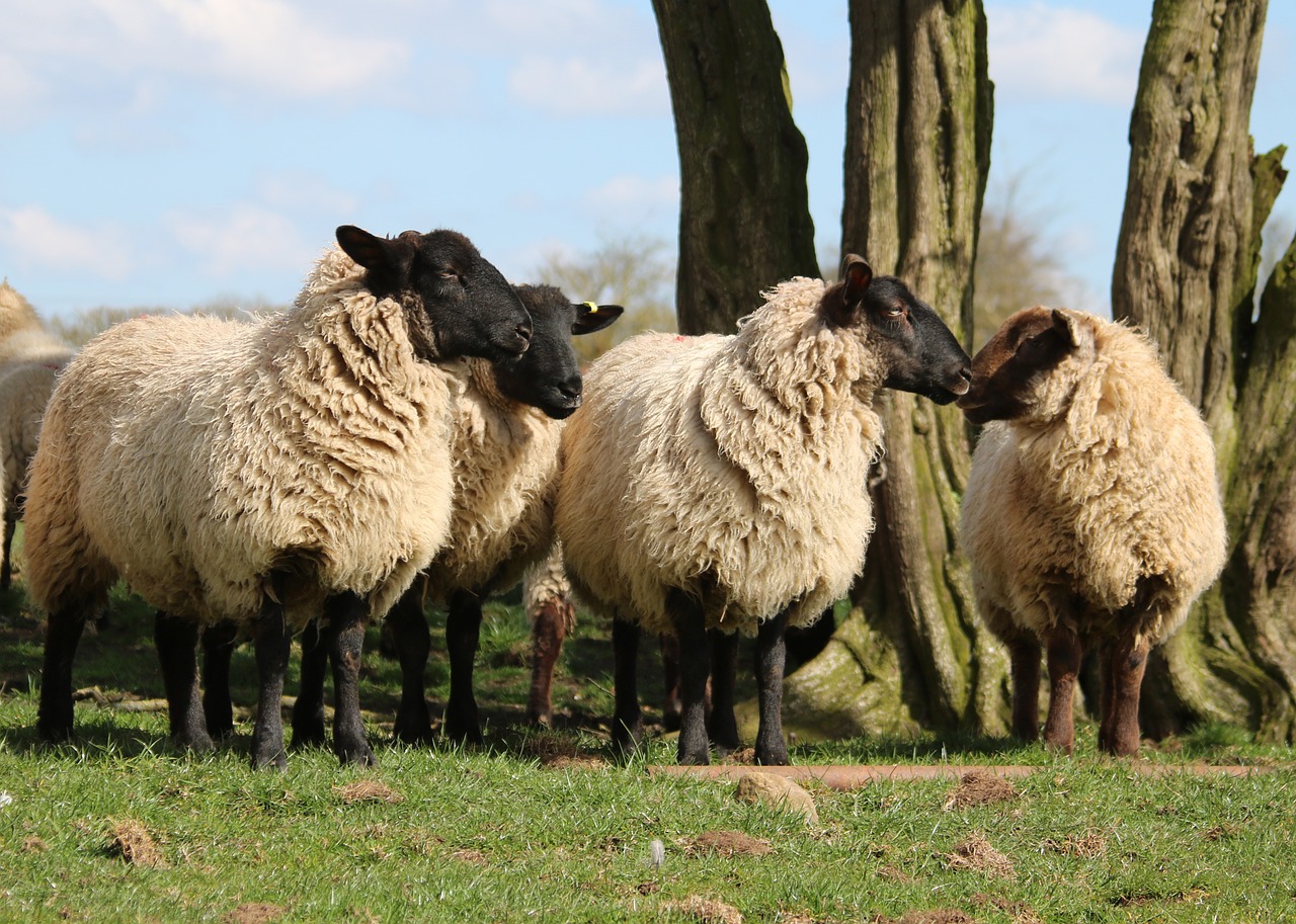 sheep lamb field