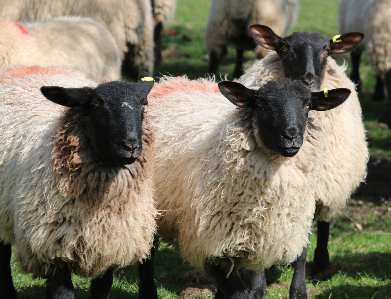 sheep lamb field free photo