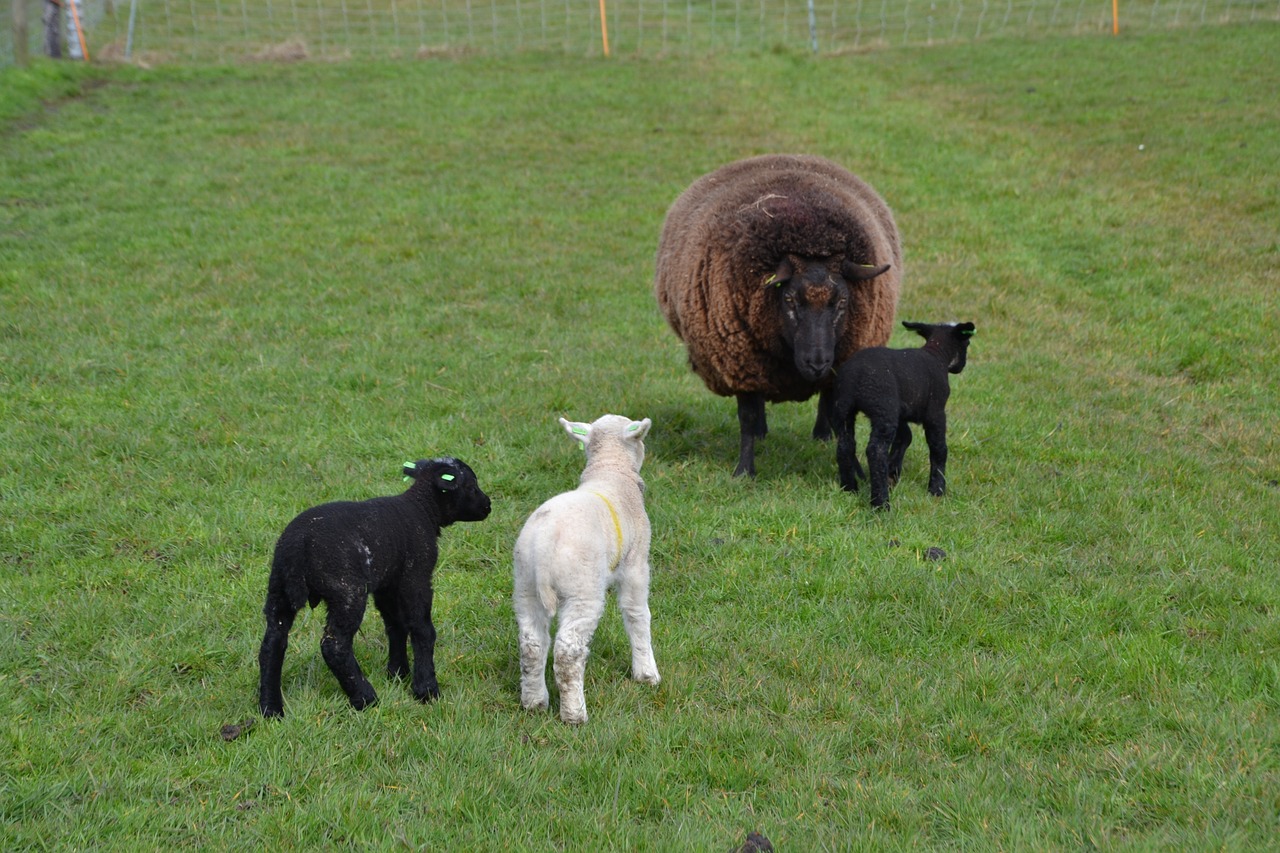 sheep lamb animal free photo