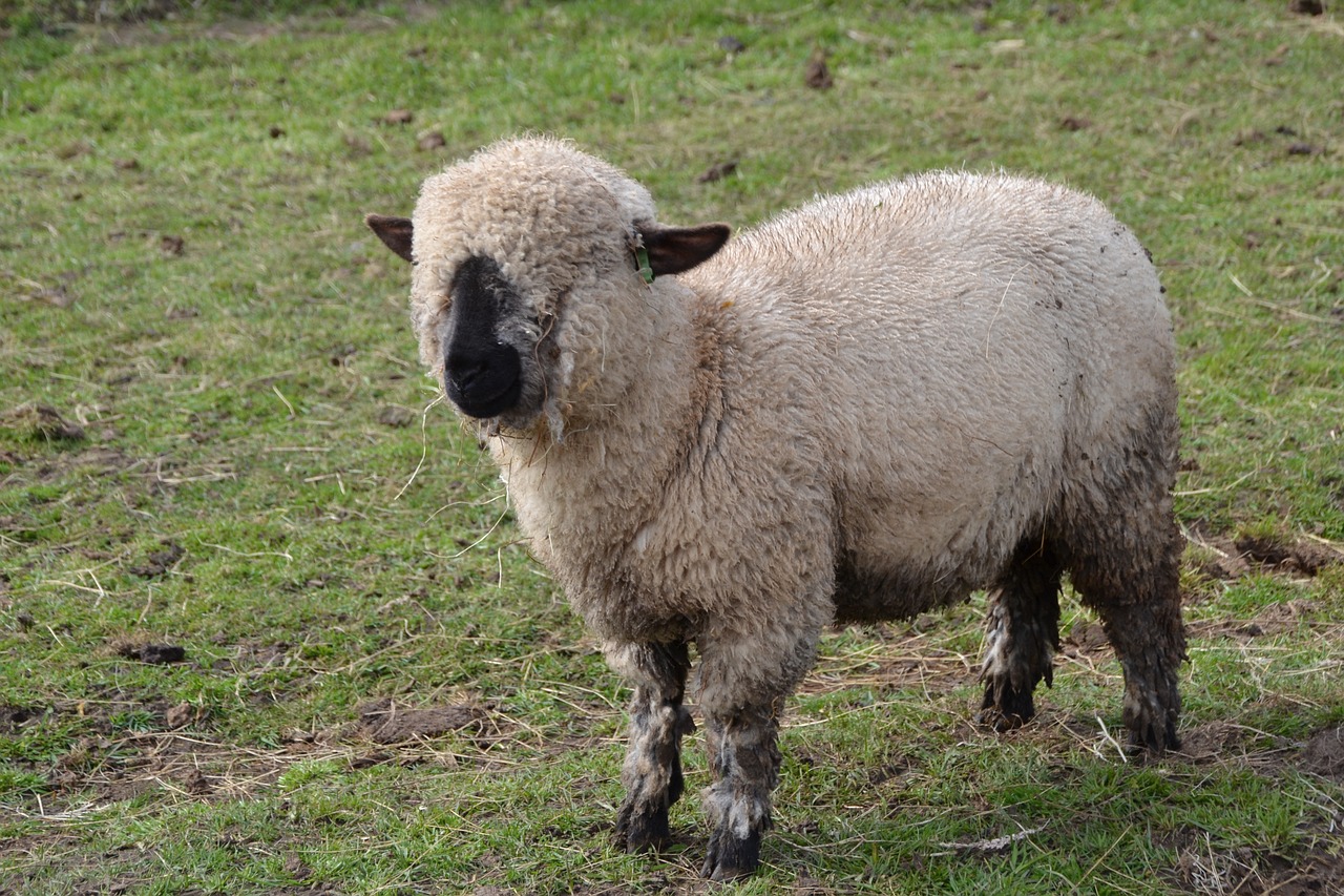 sheep farm wool free photo