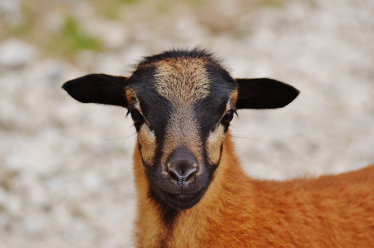 sheep wildpark poing young animal free photo