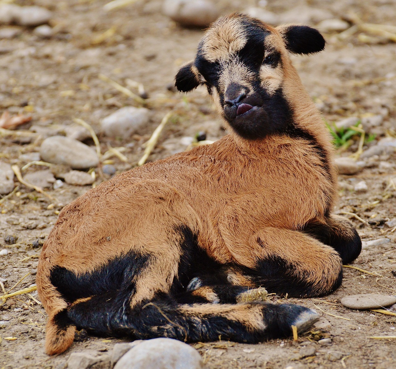 sheep wildpark poing reborn free photo