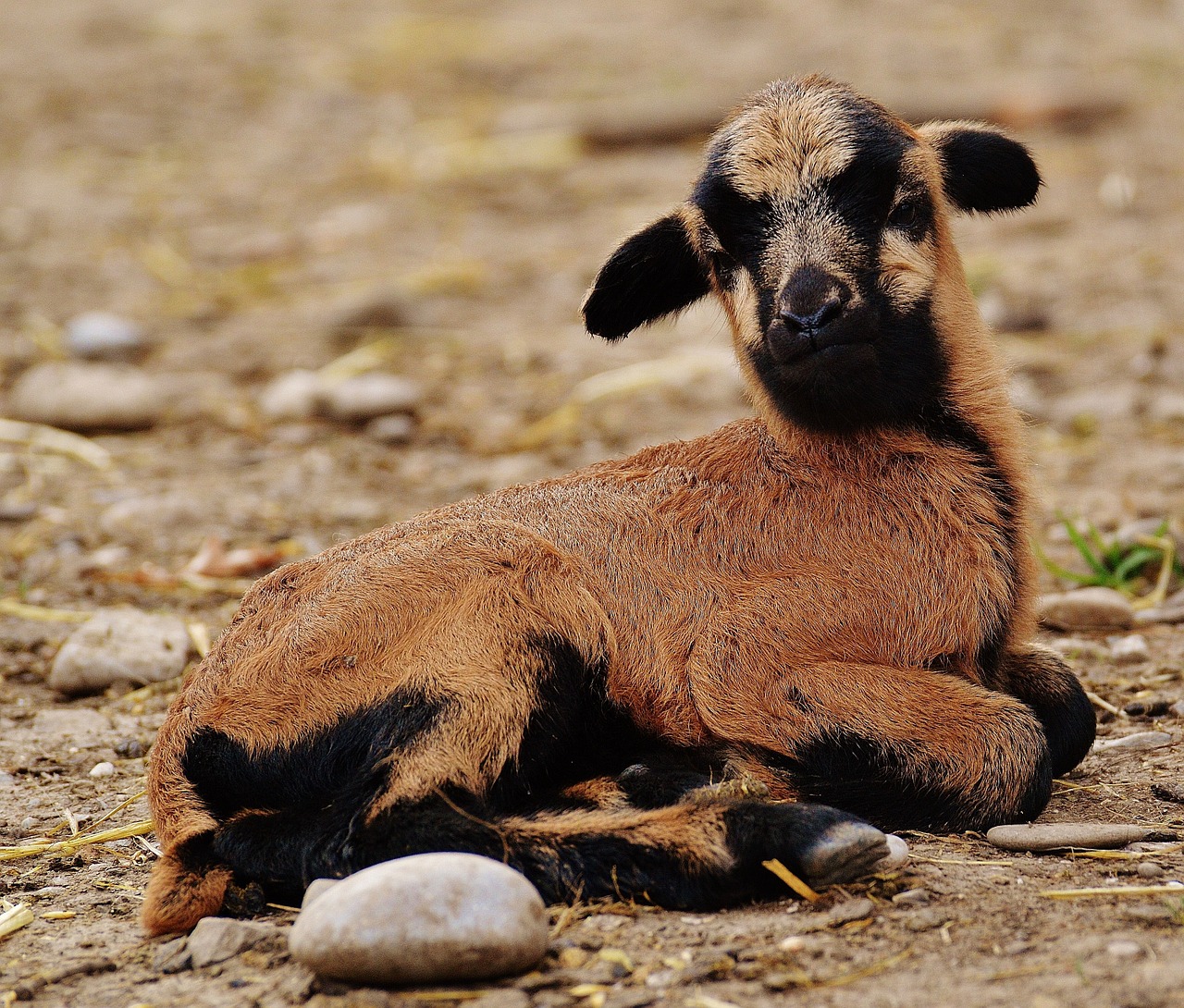 sheep wildpark poing reborn free photo