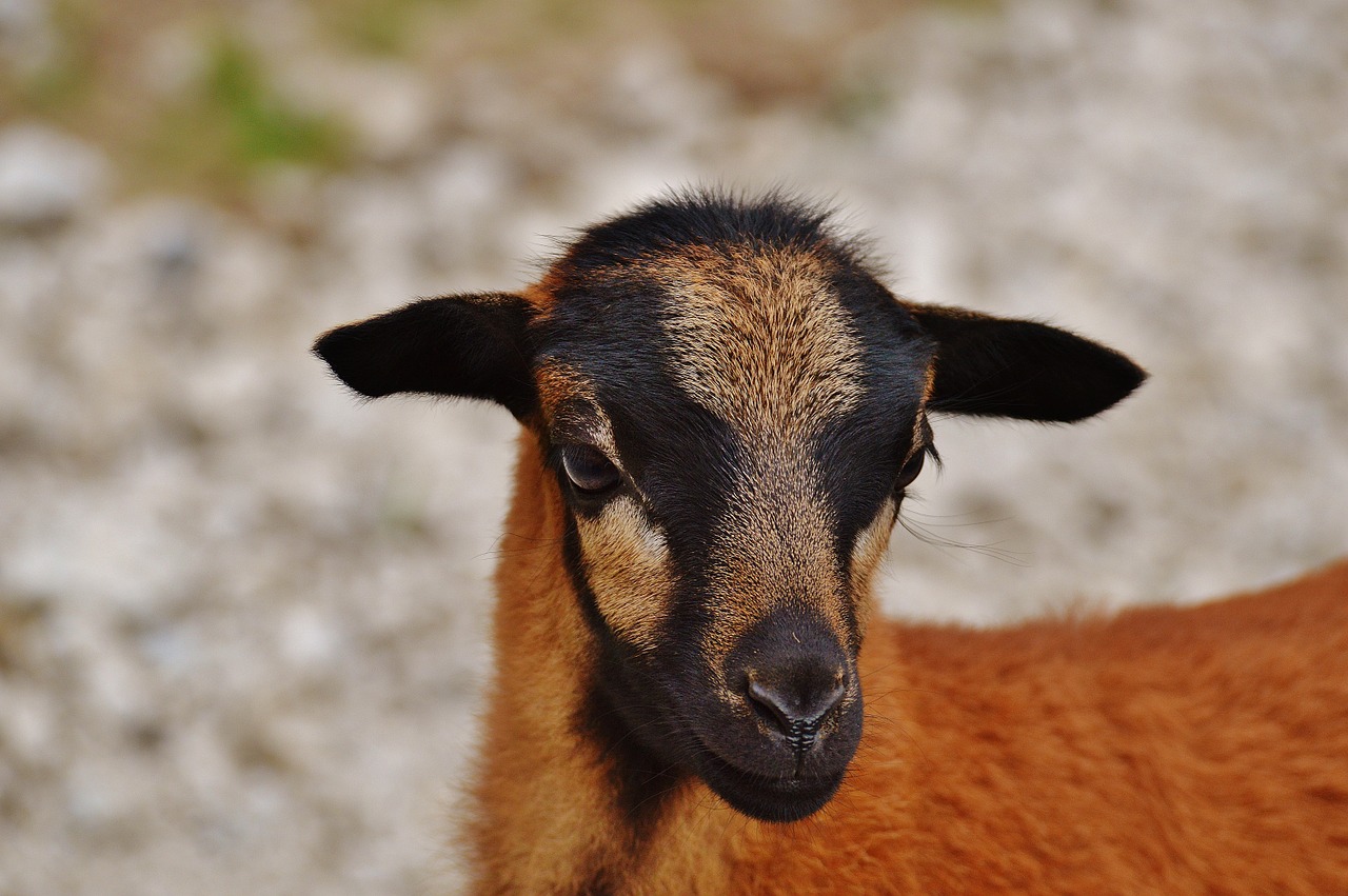 sheep wildpark poing young animal free photo