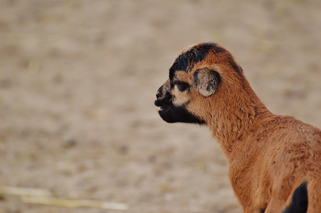 sheep wildpark poing reborn free photo