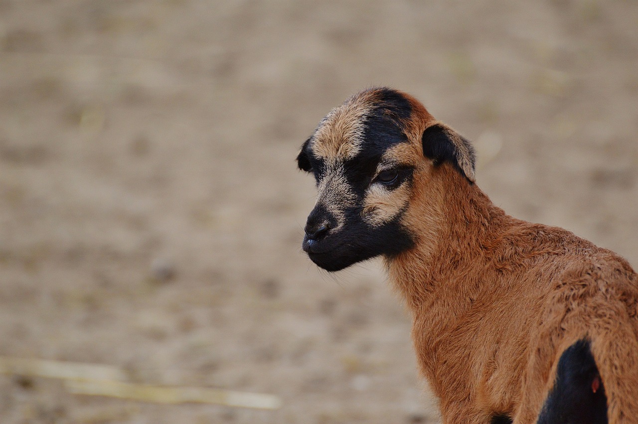 sheep wildpark poing reborn free photo