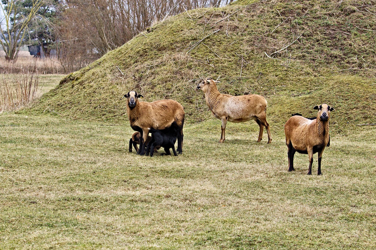 sheep pasture livestock free photo