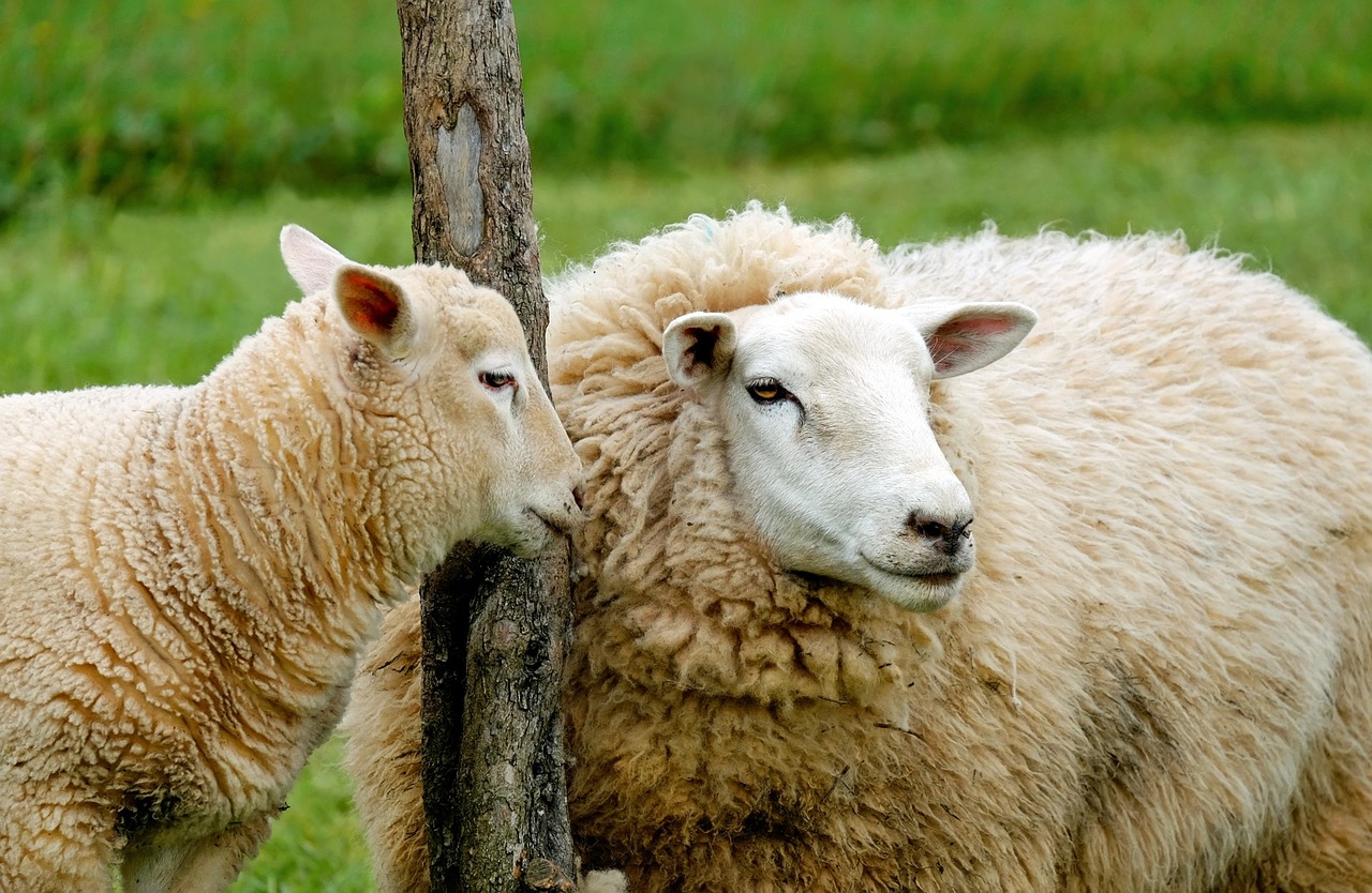 sheep lamb affection free photo