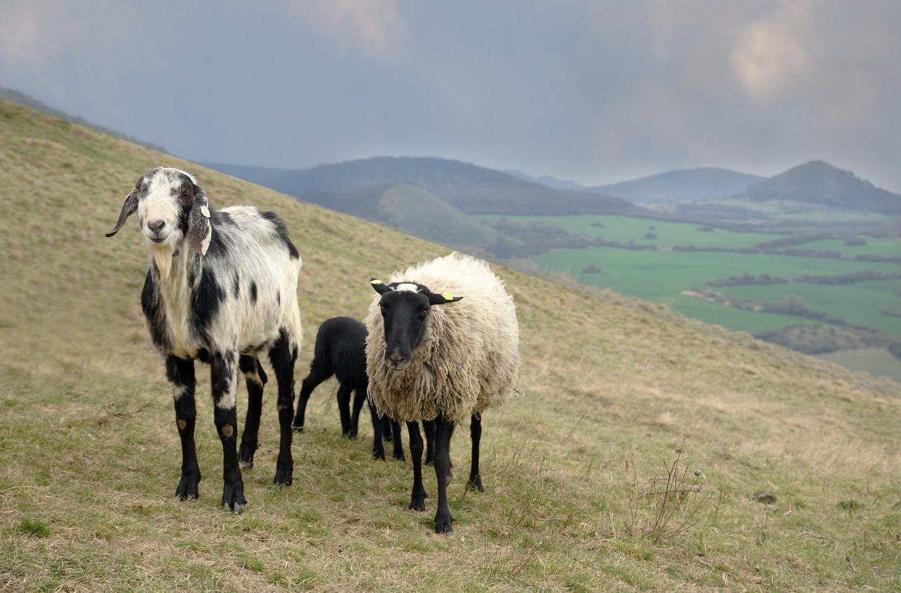 sheep feast animal free photo