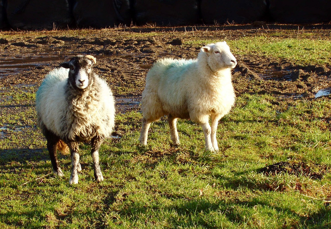 sheep ram sunset free photo