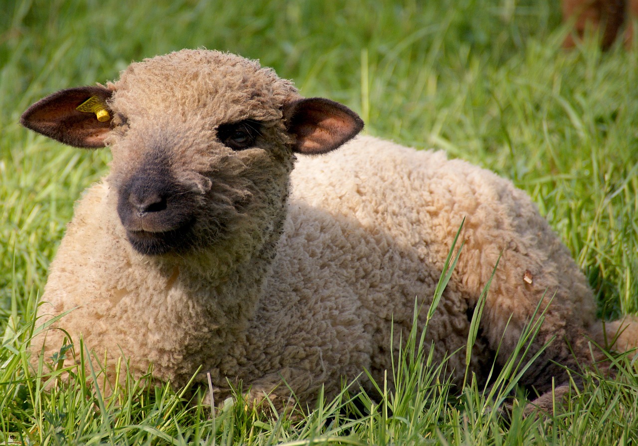 sheep animal wool free photo