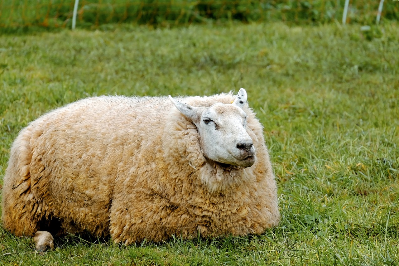 sheep animal wool free photo