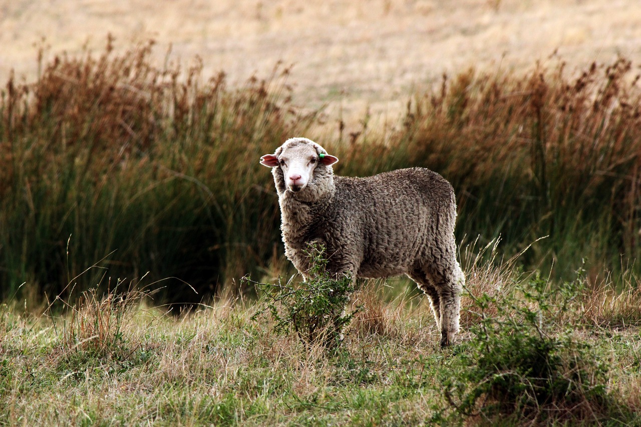 sheep paddock field free photo