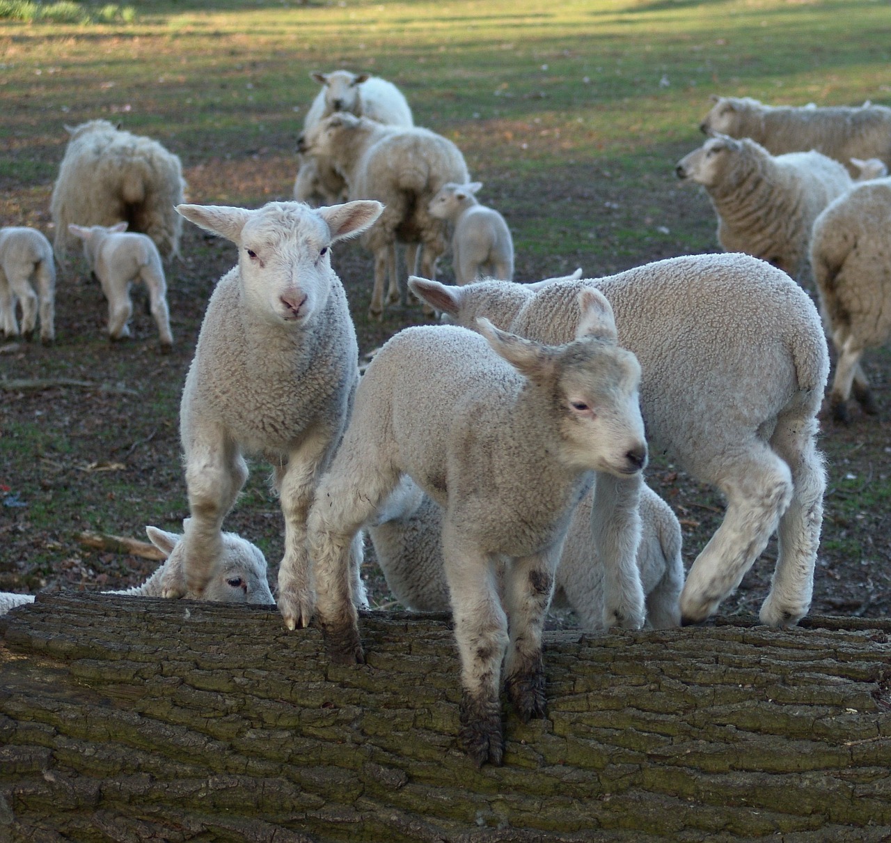 sheep schäfchen lambs free photo