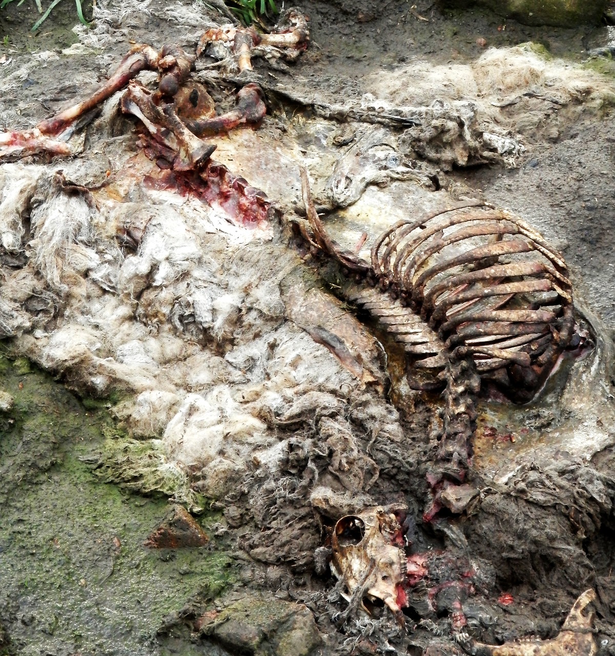 sheep carcass rotten free photo