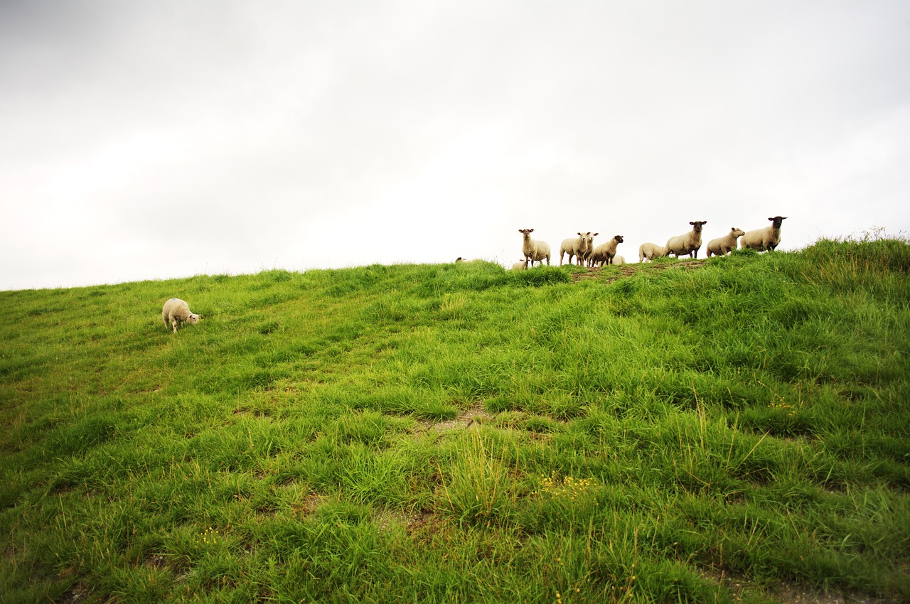 sheep meadow animal free photo