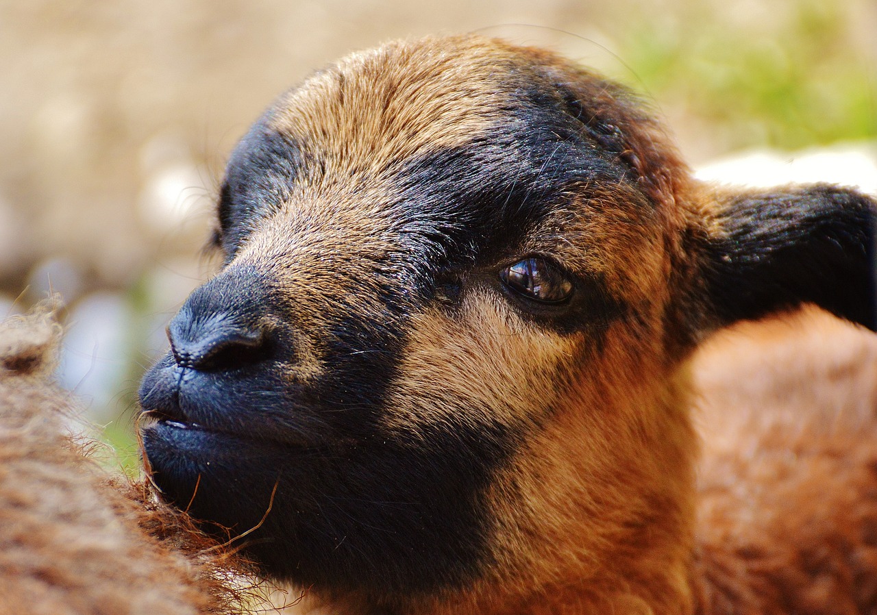 sheep wildpark poing reborn free photo