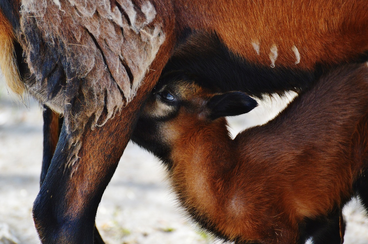 sheep wildpark poing mama free photo