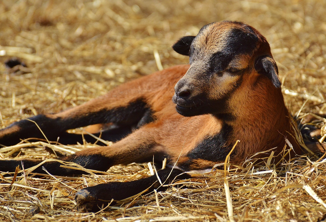 sheep wildpark poing reborn free photo