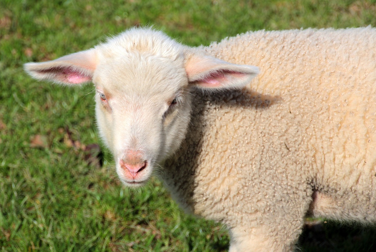 sheep lamb white free photo