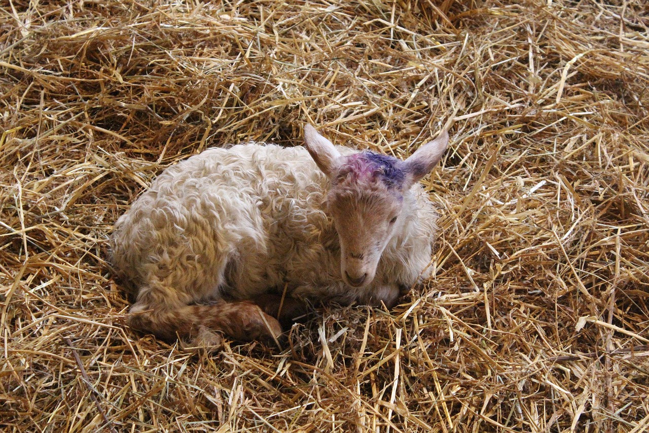 sheep breeding farm free photo